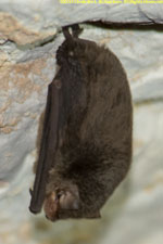 brown bat